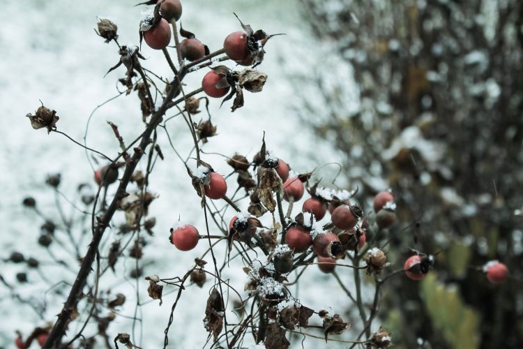 Wallpapers Nature Saisons - Winter Premires Neiges