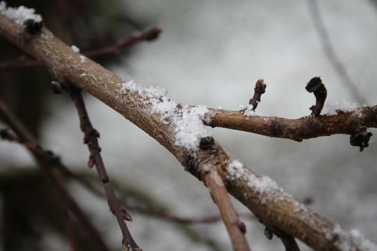 Wallpapers Nature Saisons - Winter Premires Neiges