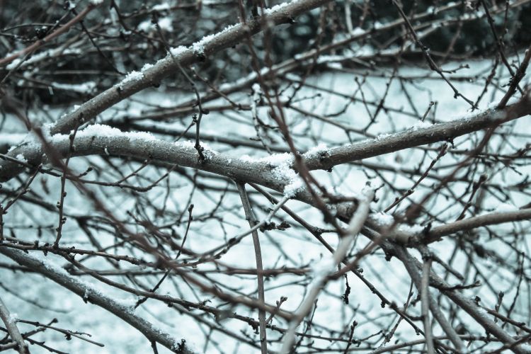 Wallpapers Nature Saisons - Winter Premires Neiges