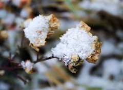  Nature Premires Neiges