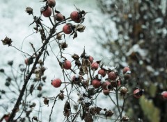  Nature Premires Neiges