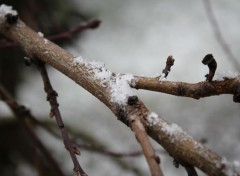  Nature Premires Neiges