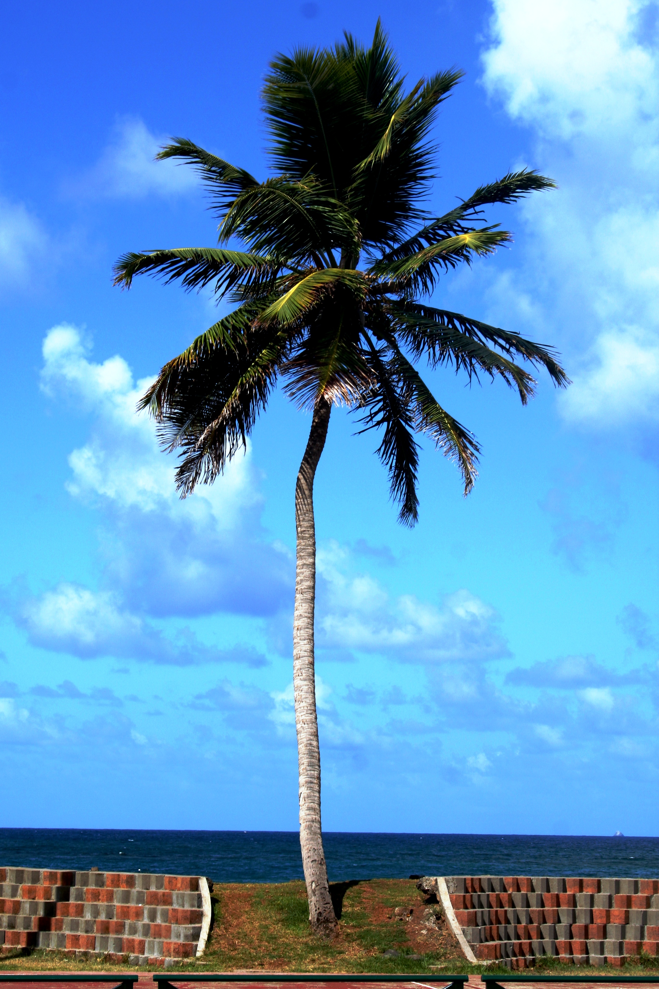 Fonds d'cran Voyages : Amrique du sud Guyane cocotier 