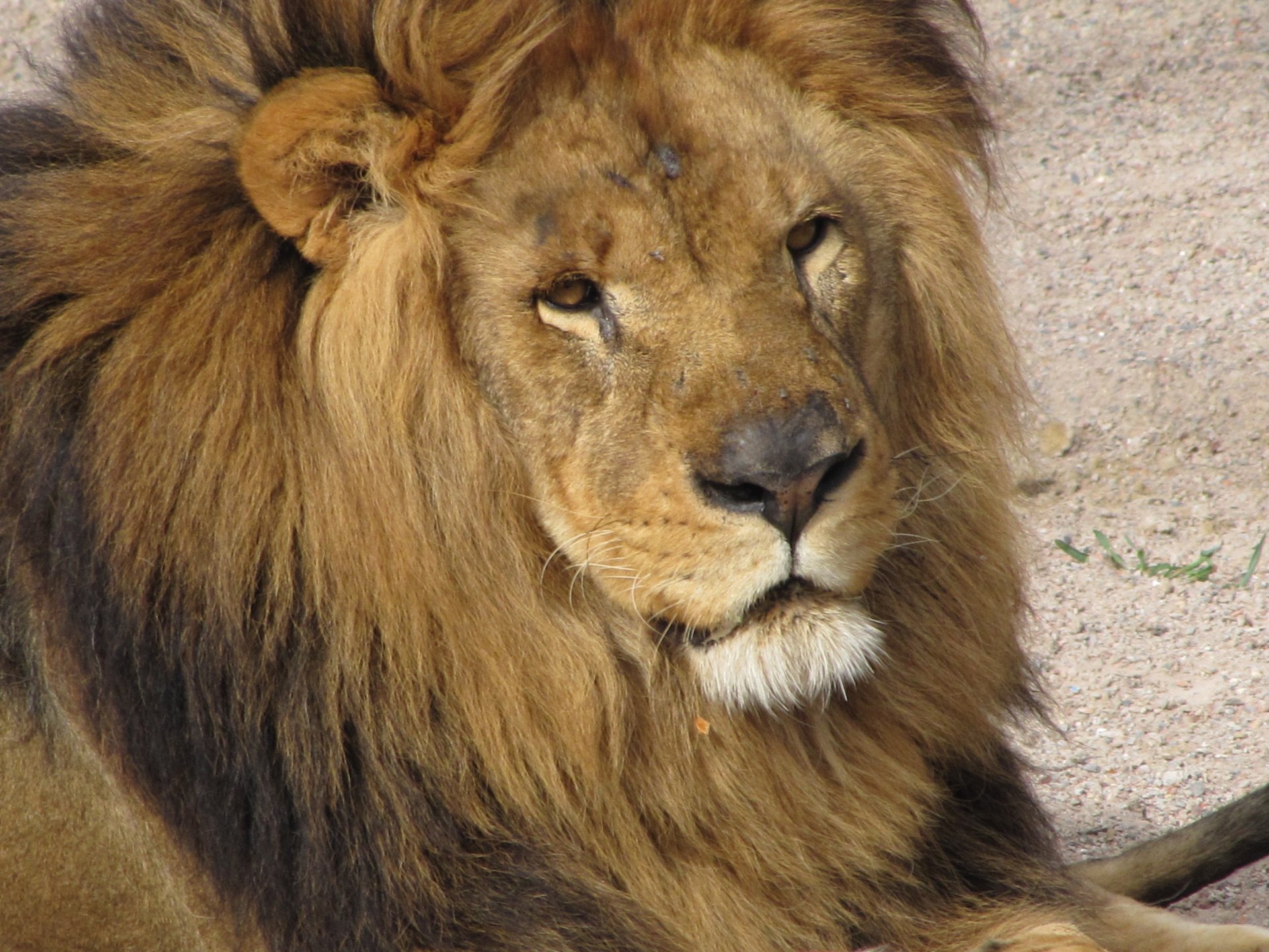 Fonds d'cran Animaux Flins - Lions 