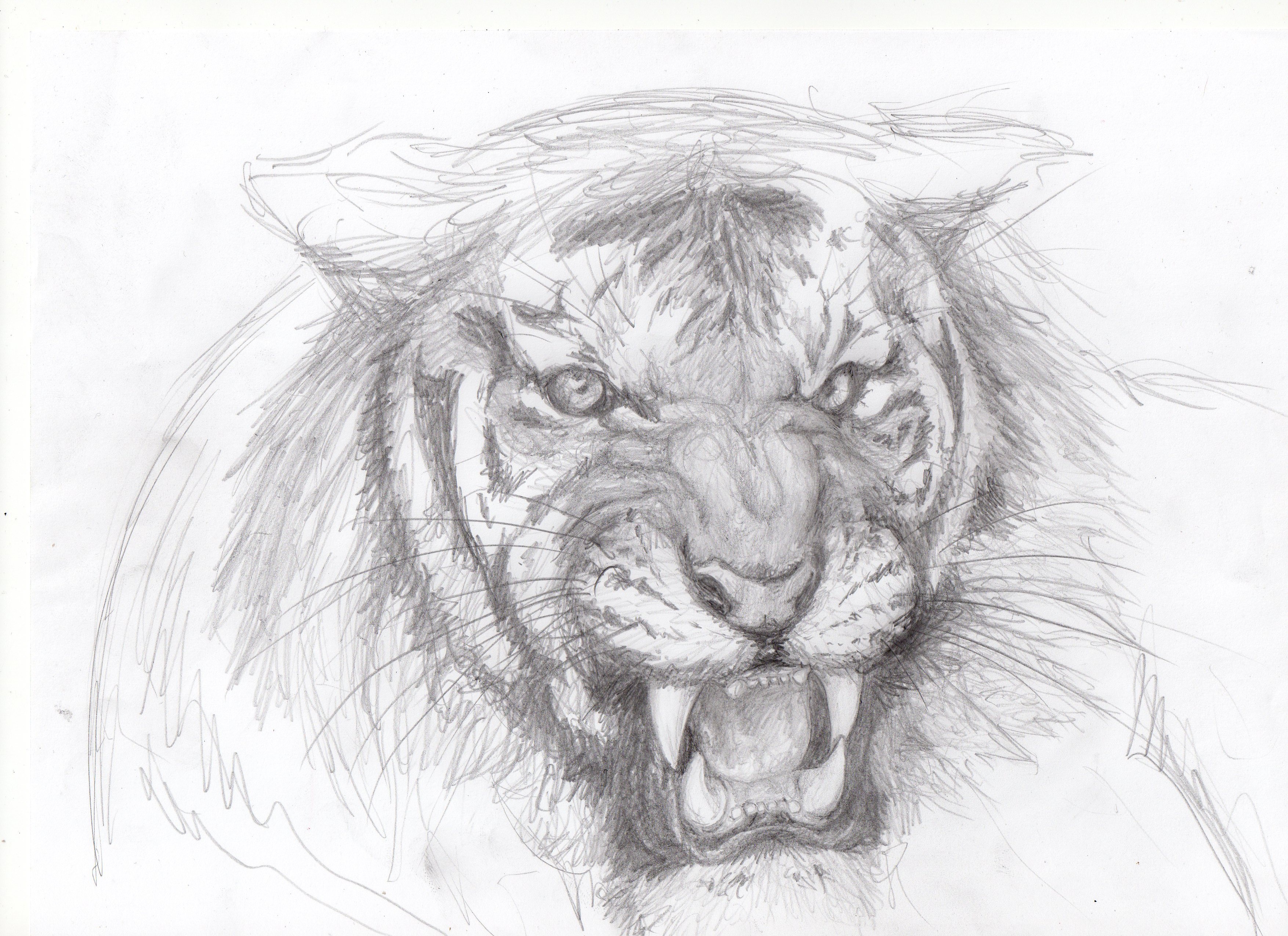 Wallpapers Art - Pencil Animals - Tigers Grr