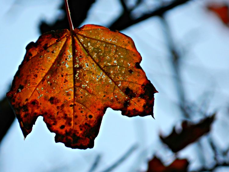 Fonds d'cran Nature Feuilles - Feuillages feuille