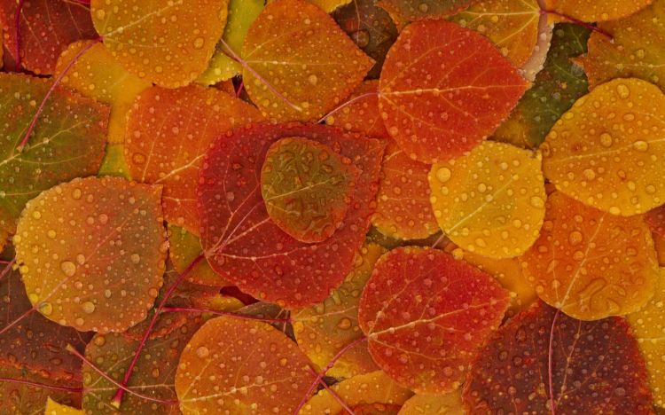 Fonds d'cran Nature Feuilles - Feuillages Wallpaper N326045