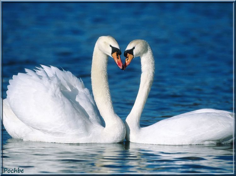 Fonds d'cran Animaux Oiseaux - Cygnes Wallpaper N326147