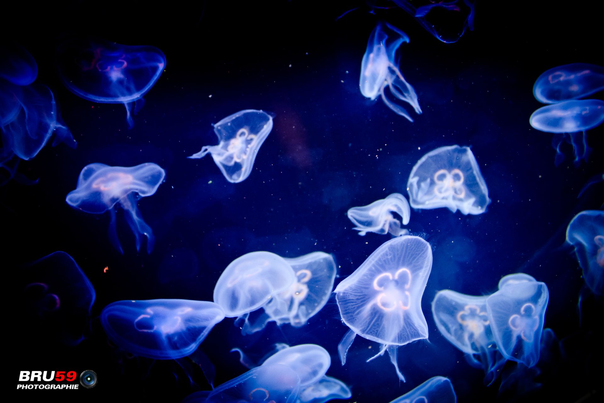 Fonds d'cran Animaux Vie marine - Mduses Méduses Bleues