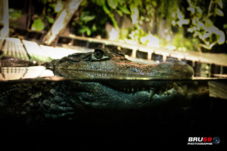 Wallpapers Animals Crocodile - Alligator - Caiman Crocodile en mode veille