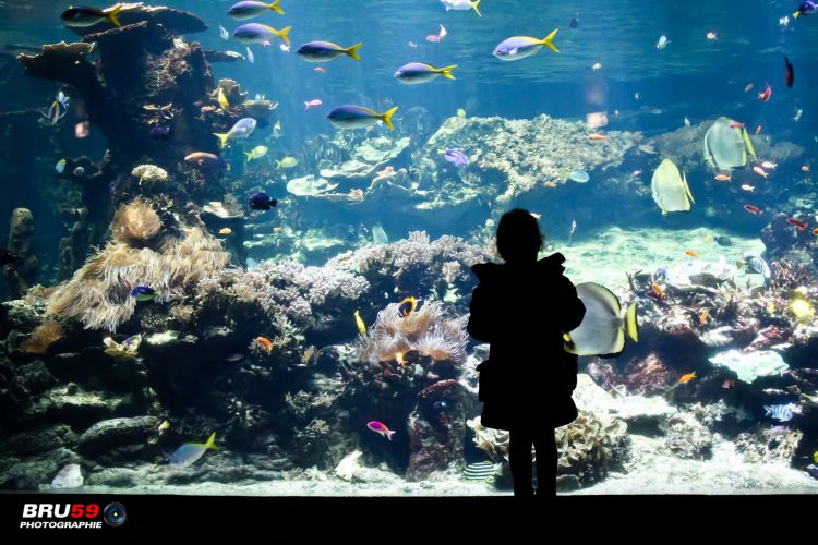 Fonds d'cran Animaux Vie marine - Poissons Aquarium géant et petite fille