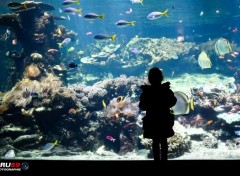  Animaux Aquarium géant et petite fille