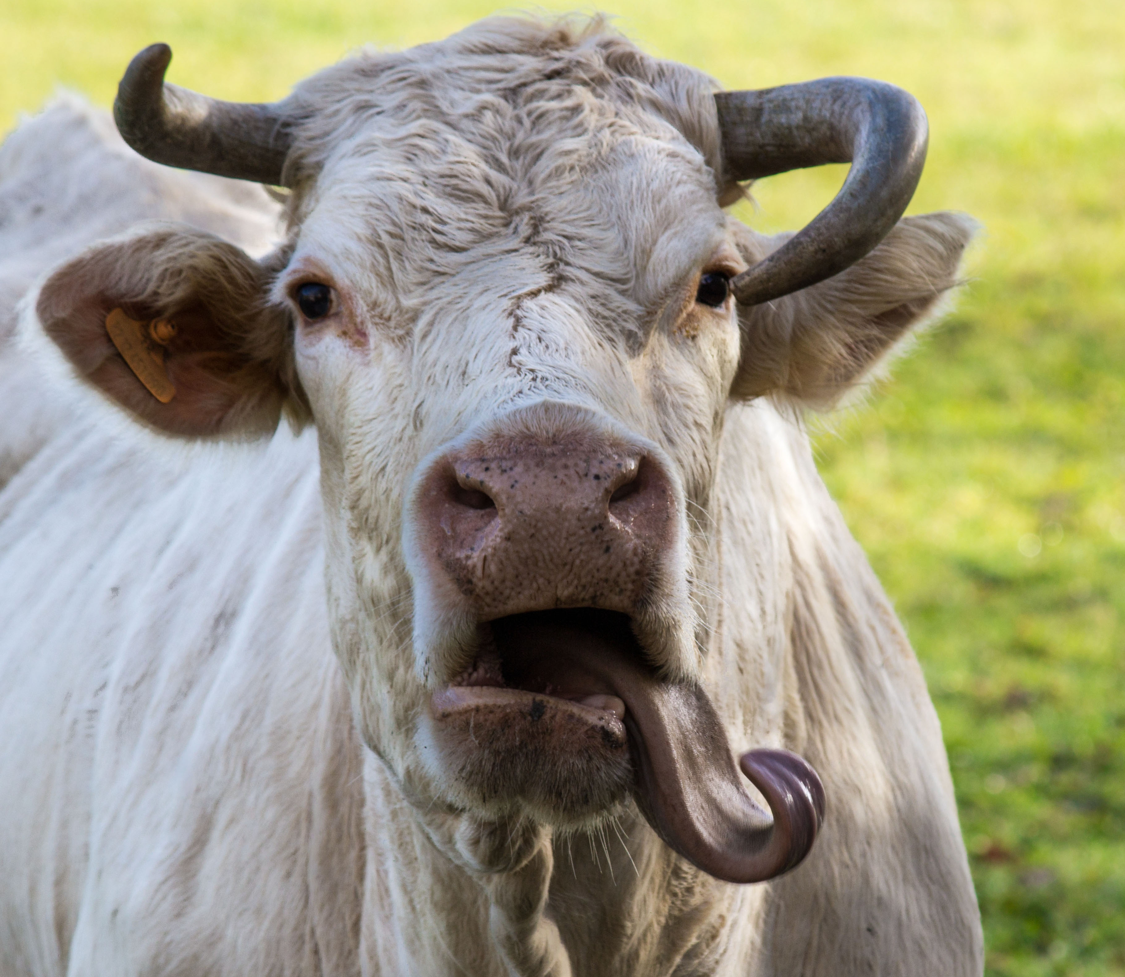 Fonds d'cran Animaux Vaches - Taureaux - Boeufs la vache tordu