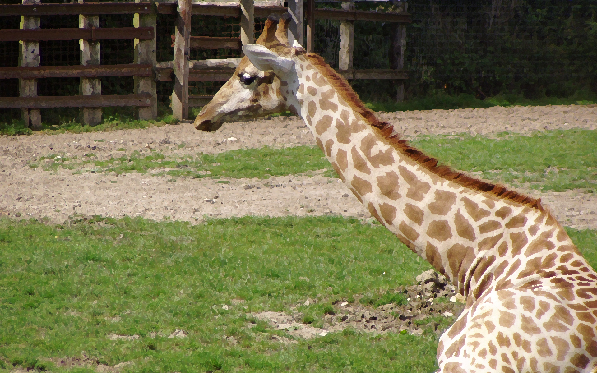 Wallpapers Animals Giraffes 