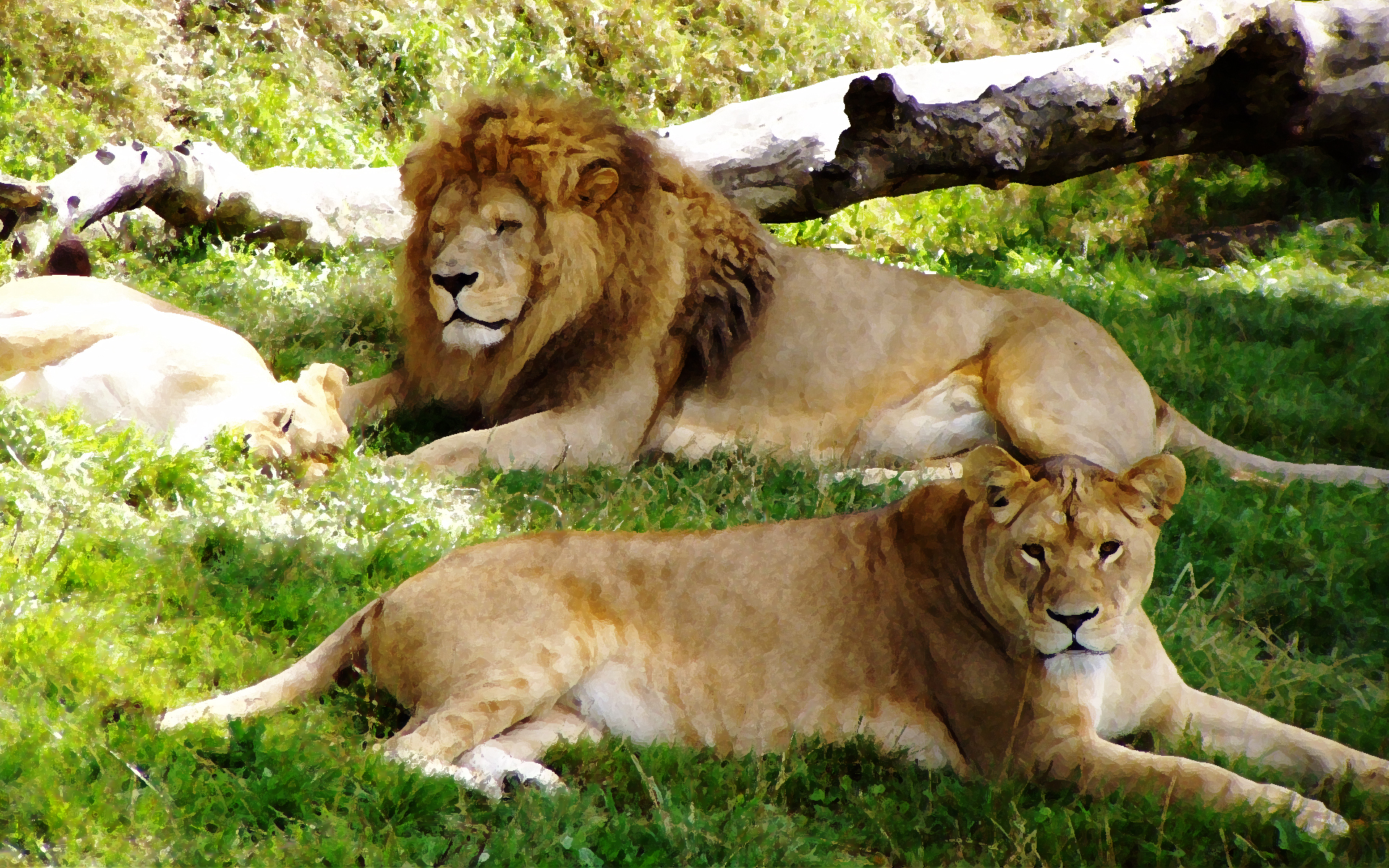 Fonds d'cran Animaux Flins - Lions 