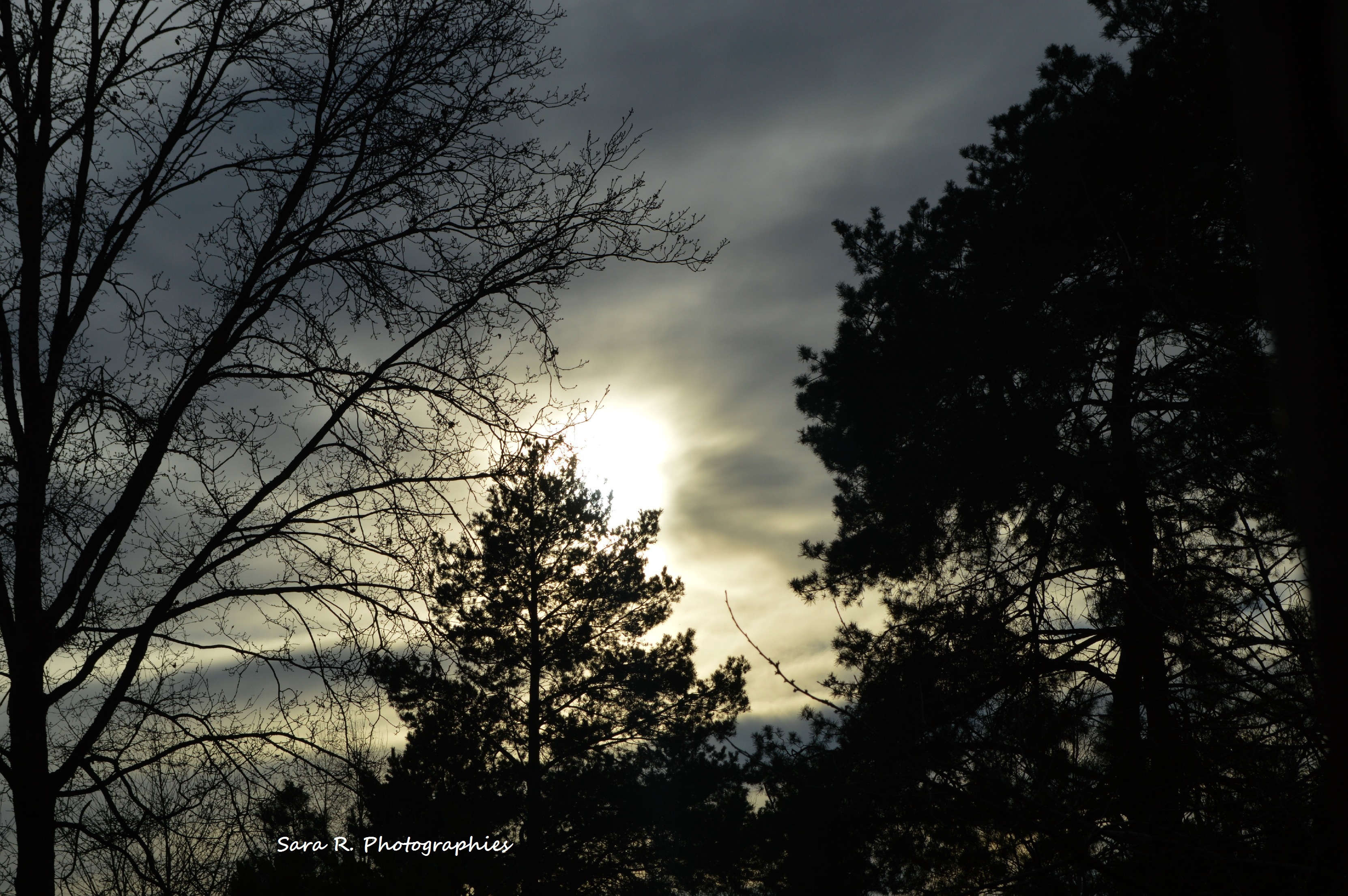 Fonds d'cran Nature Arbres - Forts Nature..