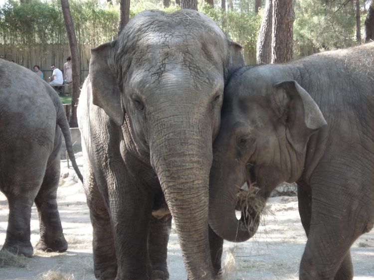 Fonds d'cran Animaux Elphants Animaux 