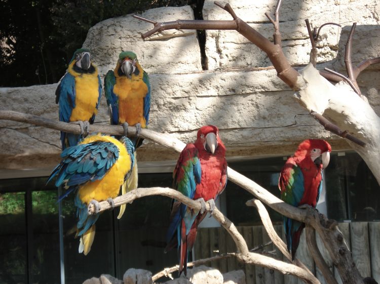 Fonds d'cran Animaux Oiseaux - Perroquets Animaux 