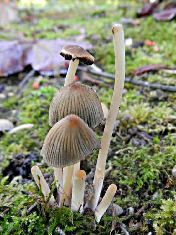 Fonds d'cran Nature Champignons champignon