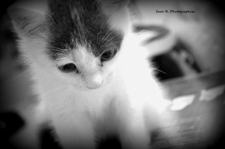 Fonds d'cran Animaux Chats - Chatons Heaven