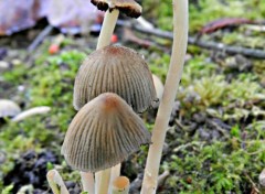  Nature champignon