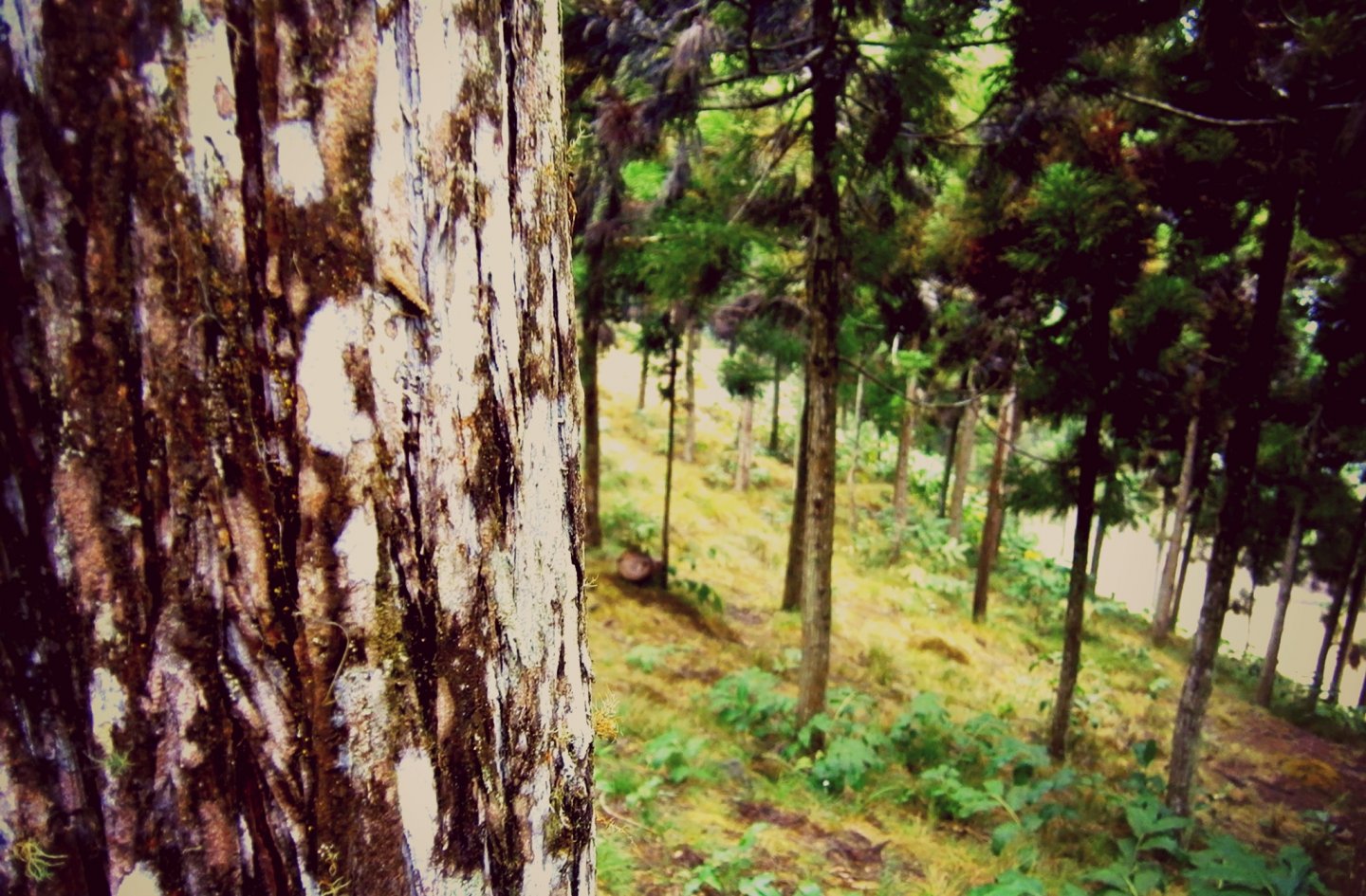 Fonds d'cran Nature Arbres - Forts écorce