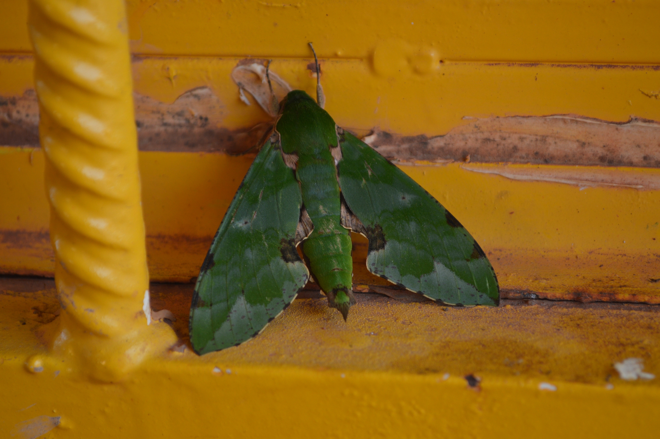 Fonds d'cran Animaux Insectes - Papillons camouflage