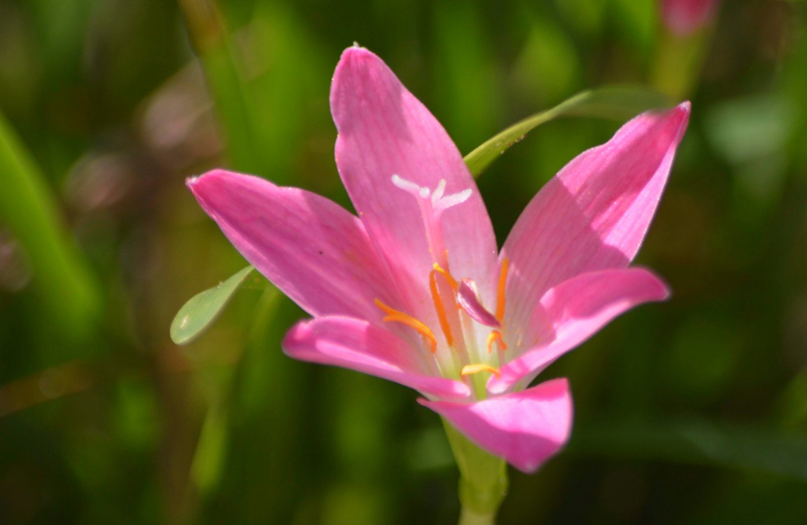 Fonds d'cran Nature Fleurs 