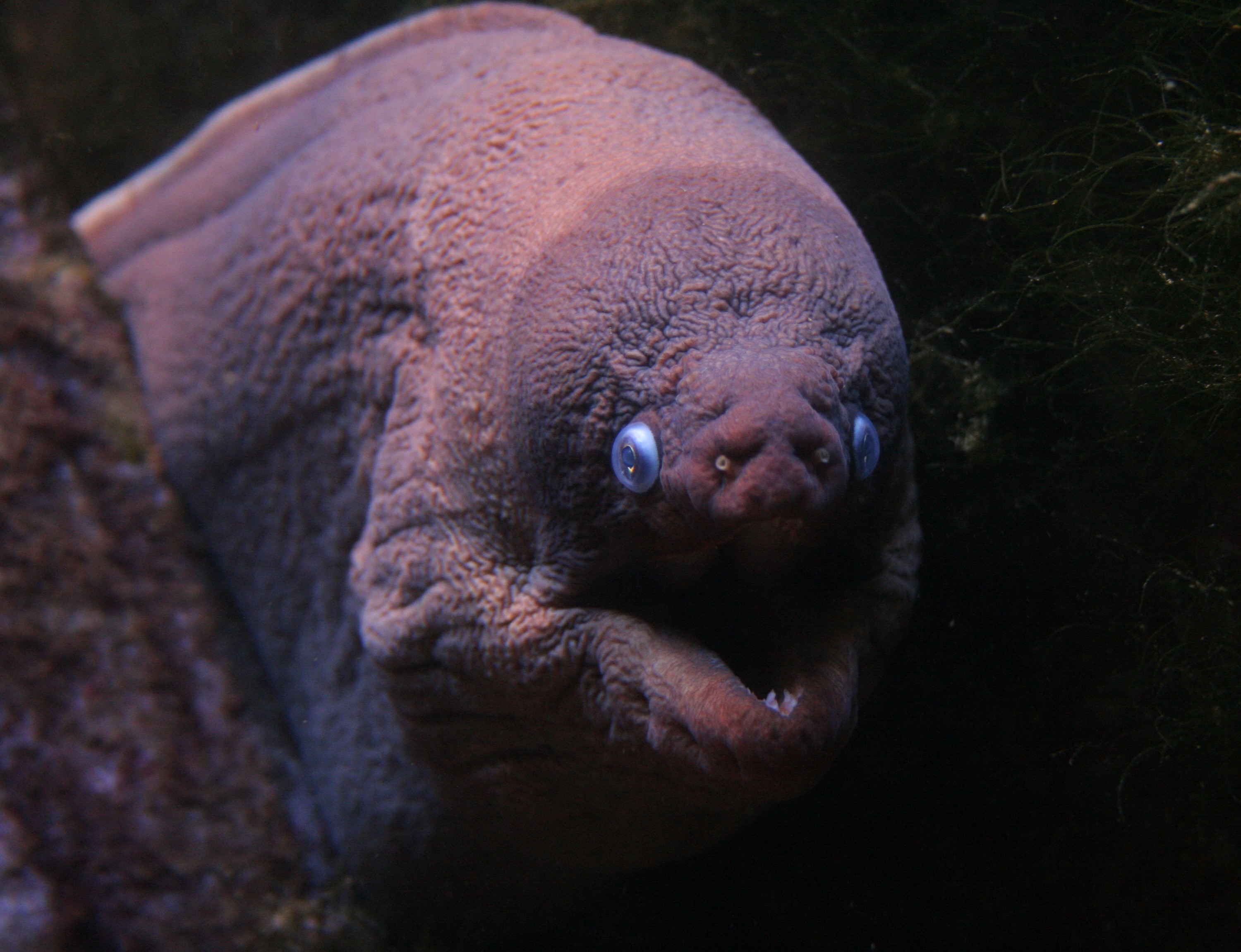 Fonds d'cran Animaux Vie marine - Poissons 