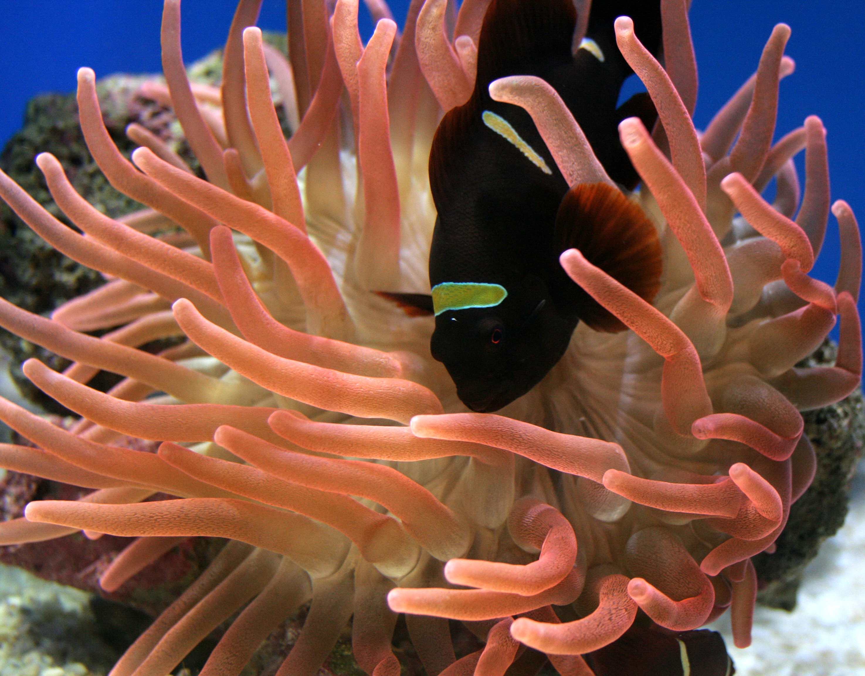 Wallpapers Animals Sealife - Fishes 