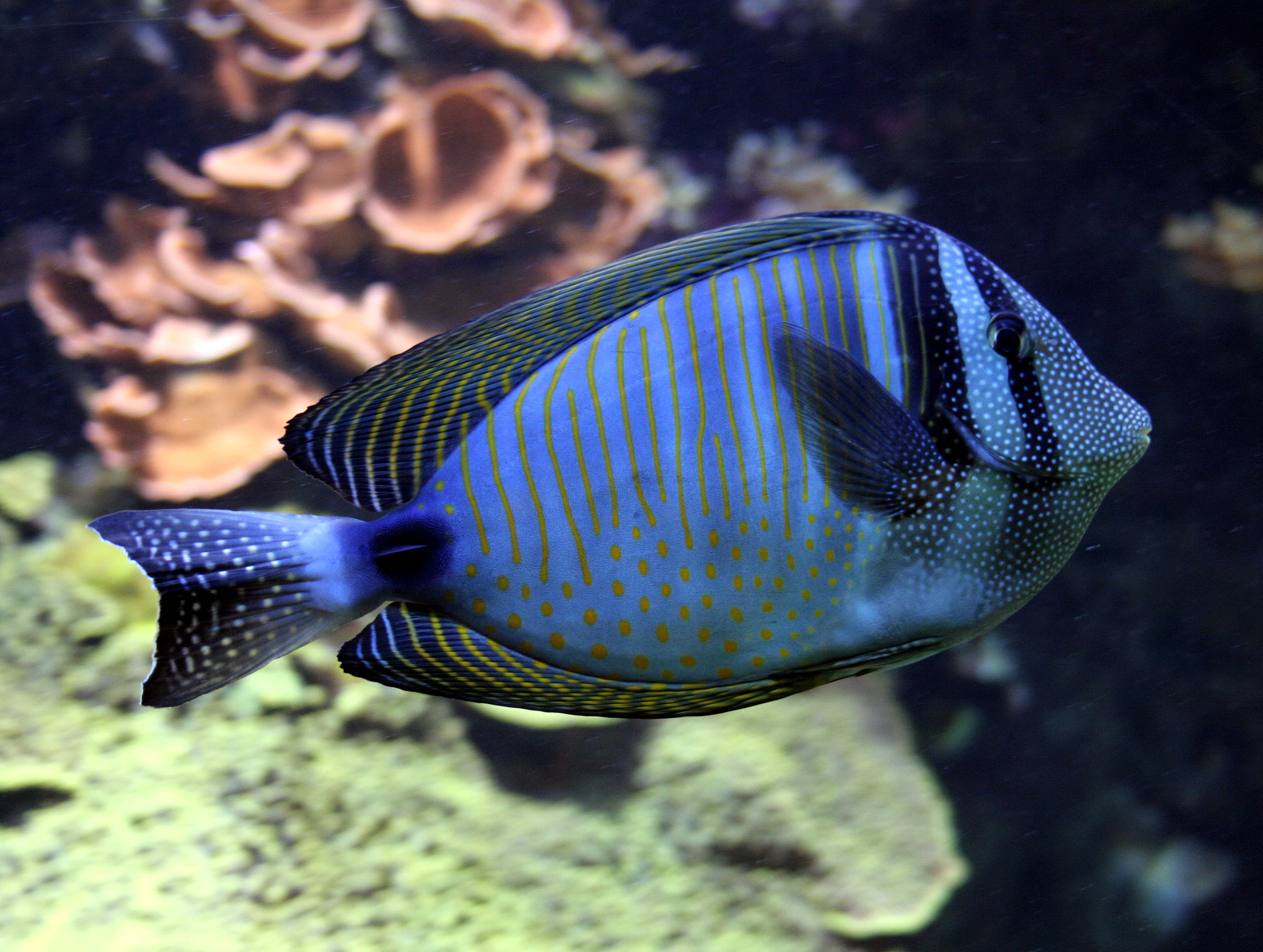 Fonds d'cran Animaux Vie marine - Poissons 