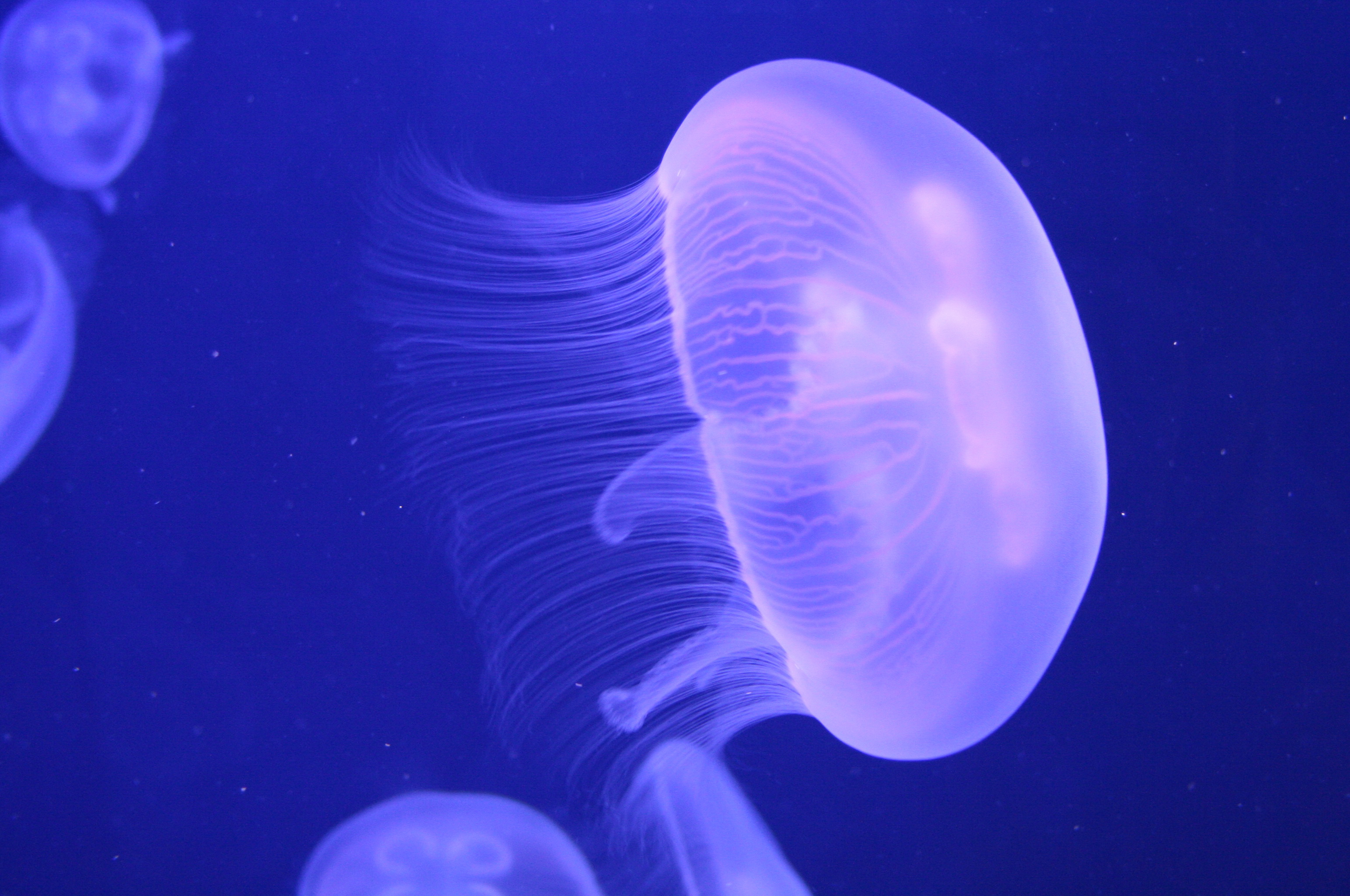 Wallpapers Animals Sealife - Jellyfish 