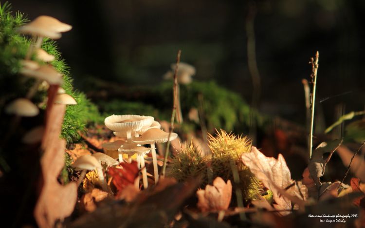 Fonds d'cran Nature Champignons Péchés mortels, du fond des bois