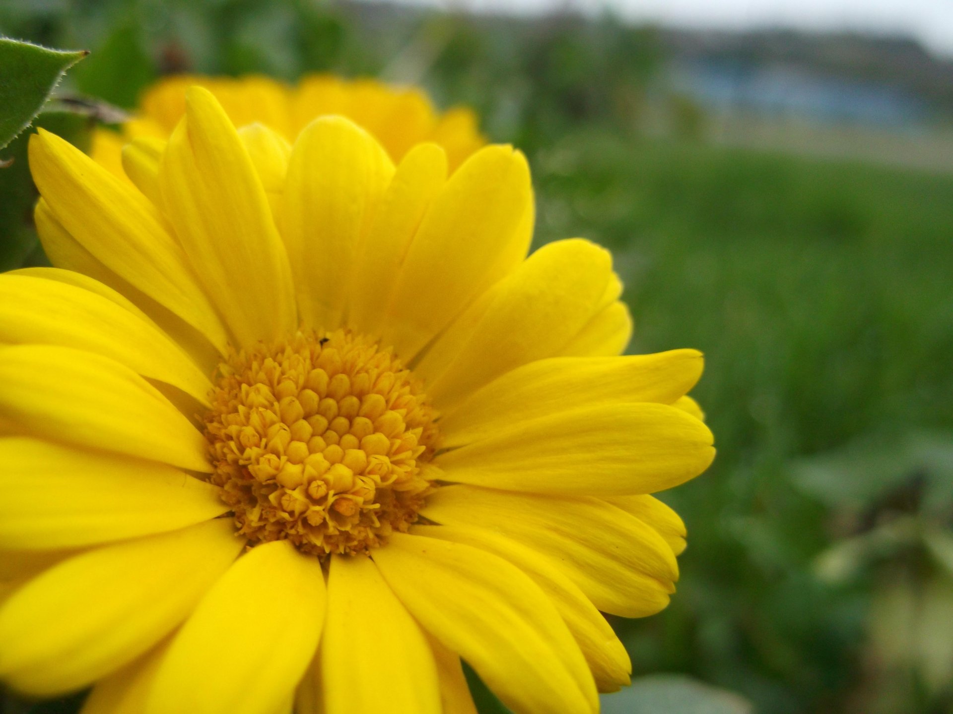 Fonds d'cran Nature Fleurs 