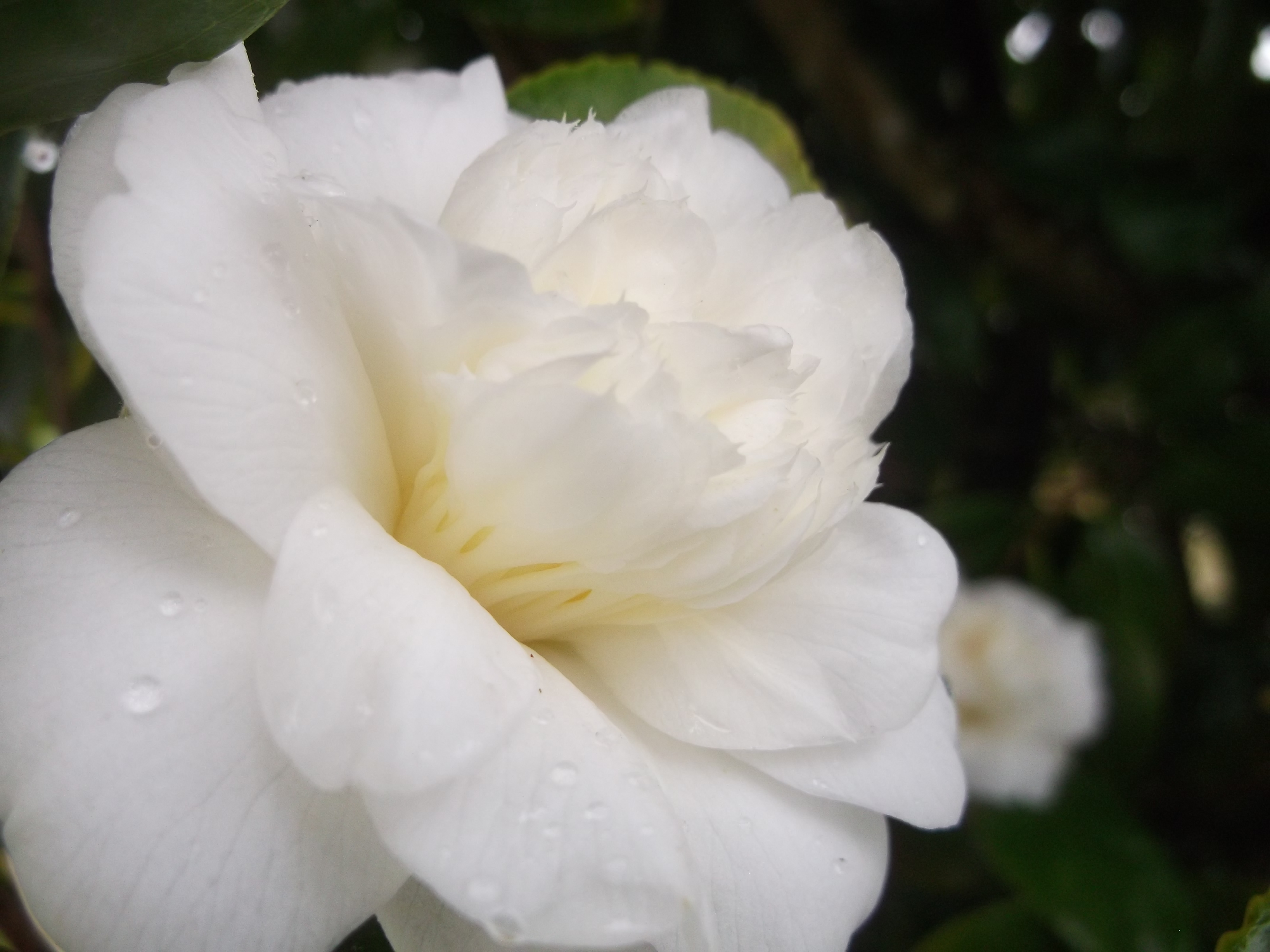 Fonds d'cran Nature Fleurs 