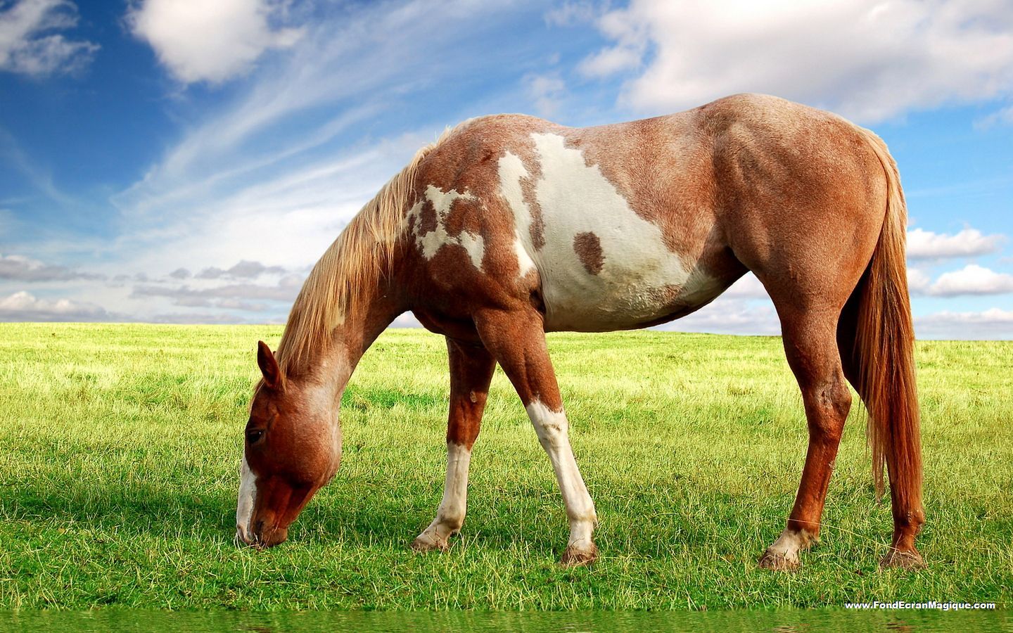 Fonds d'cran Animaux Chevaux Art et Image