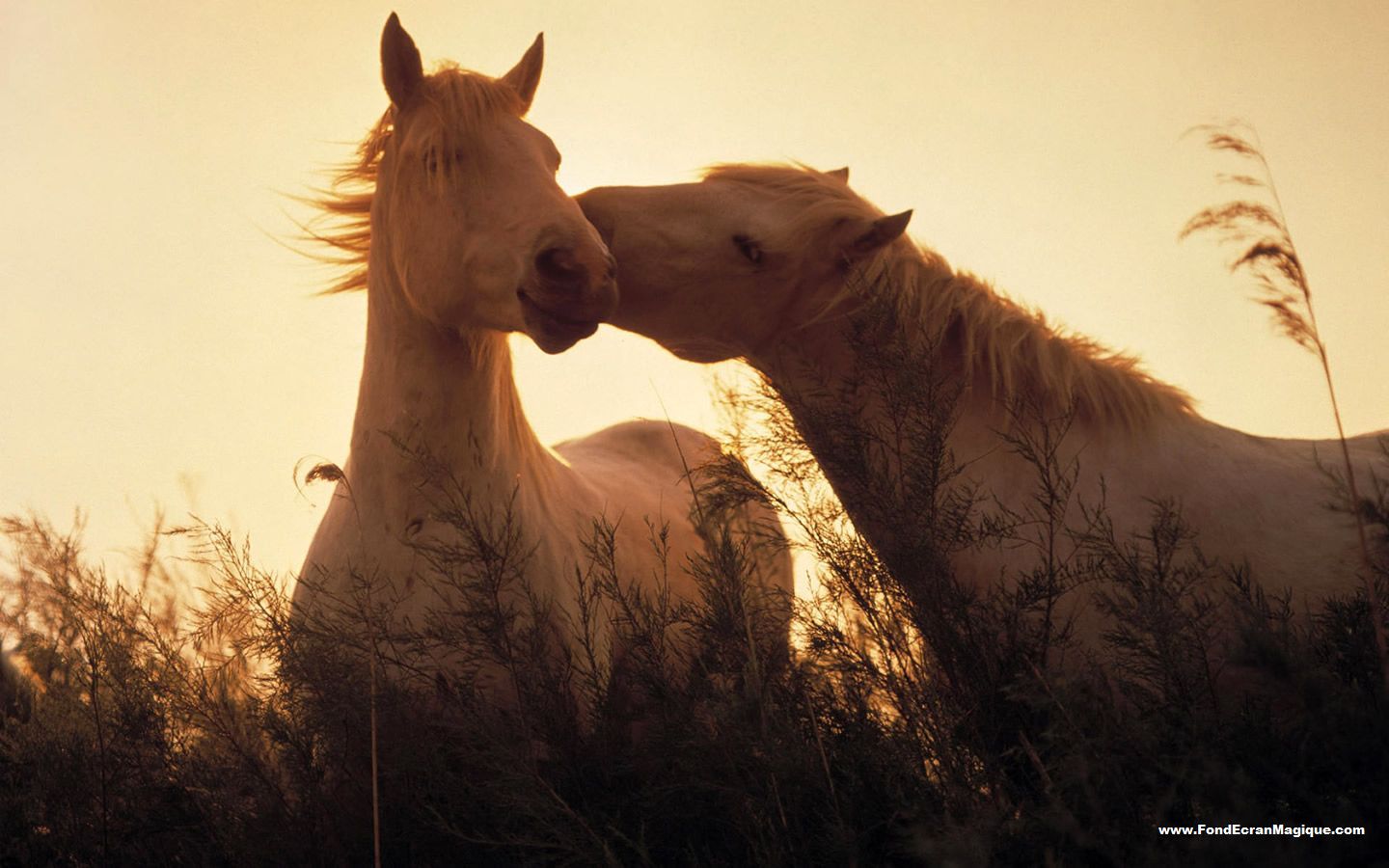 Wallpapers Animals Horses Art et Image