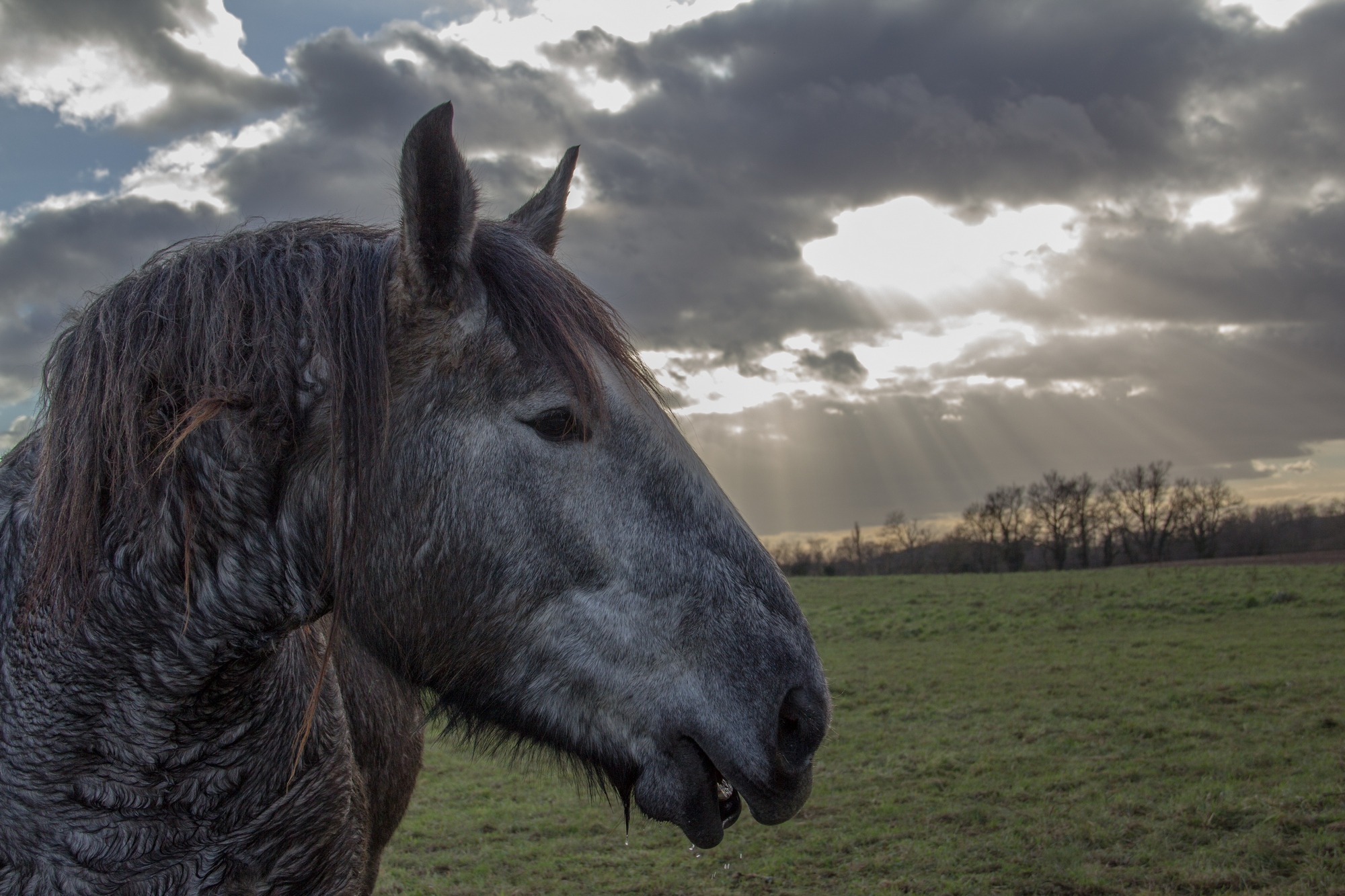 Fonds d'cran Animaux Chevaux jeune percheron