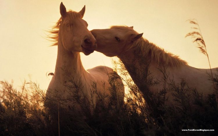 Fonds d'cran Animaux Chevaux Art et Image