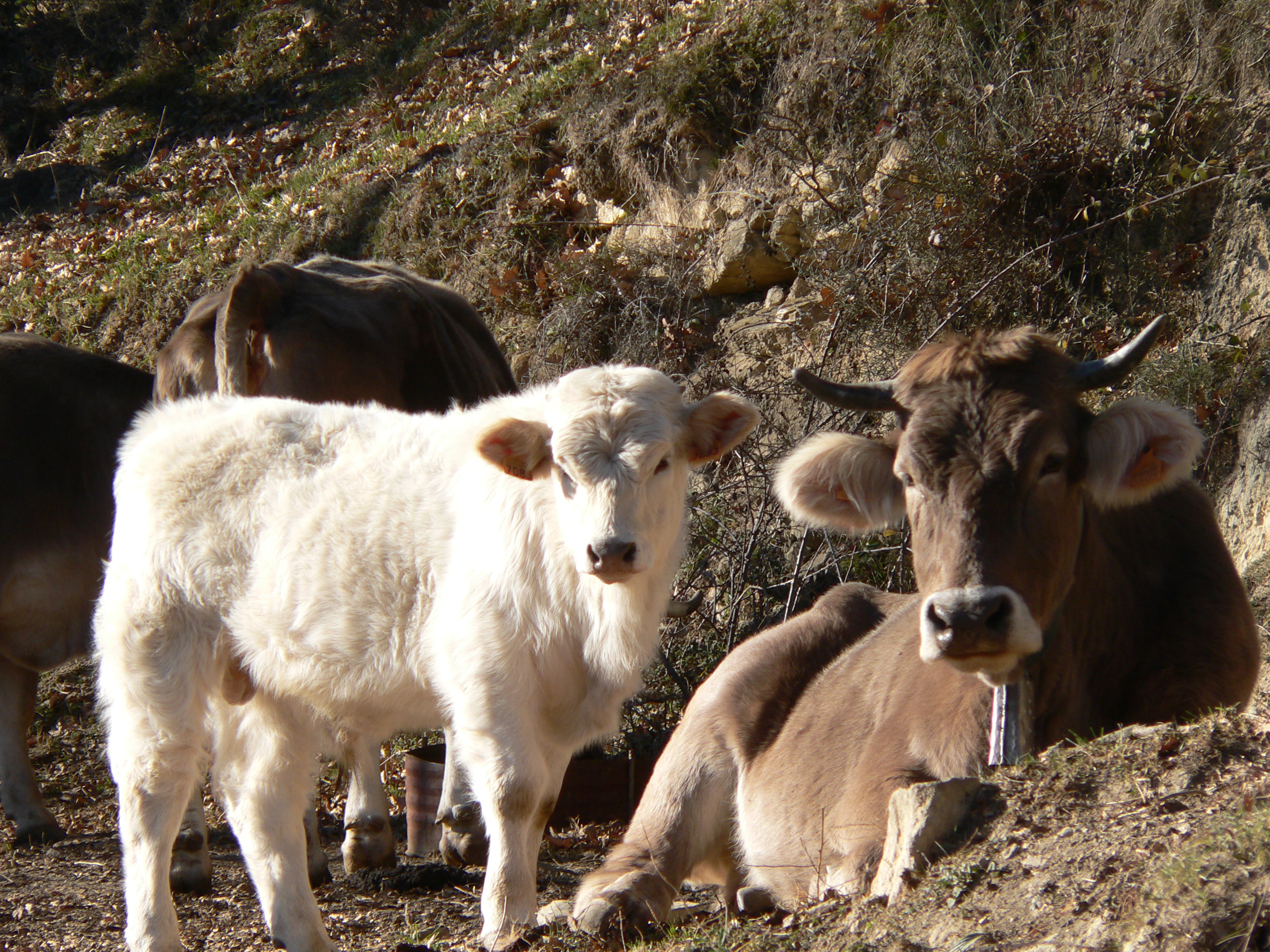 Wallpapers Animals Cows - Bulls - Beef Les jolies vaches d'espagne