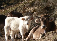  Animals Les jolies vaches d'espagne