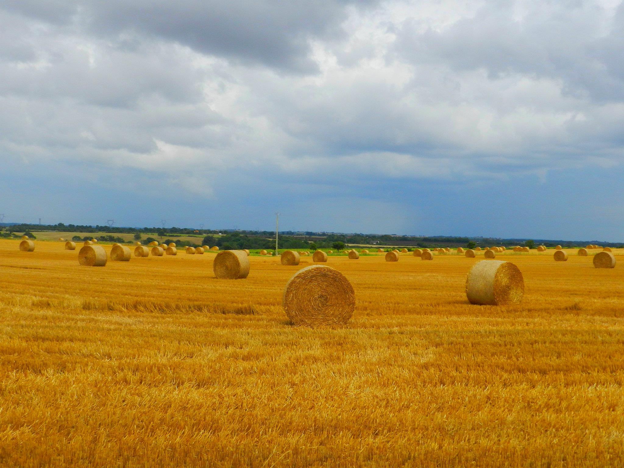 Fonds d'cran Nature Champs - Prairies 