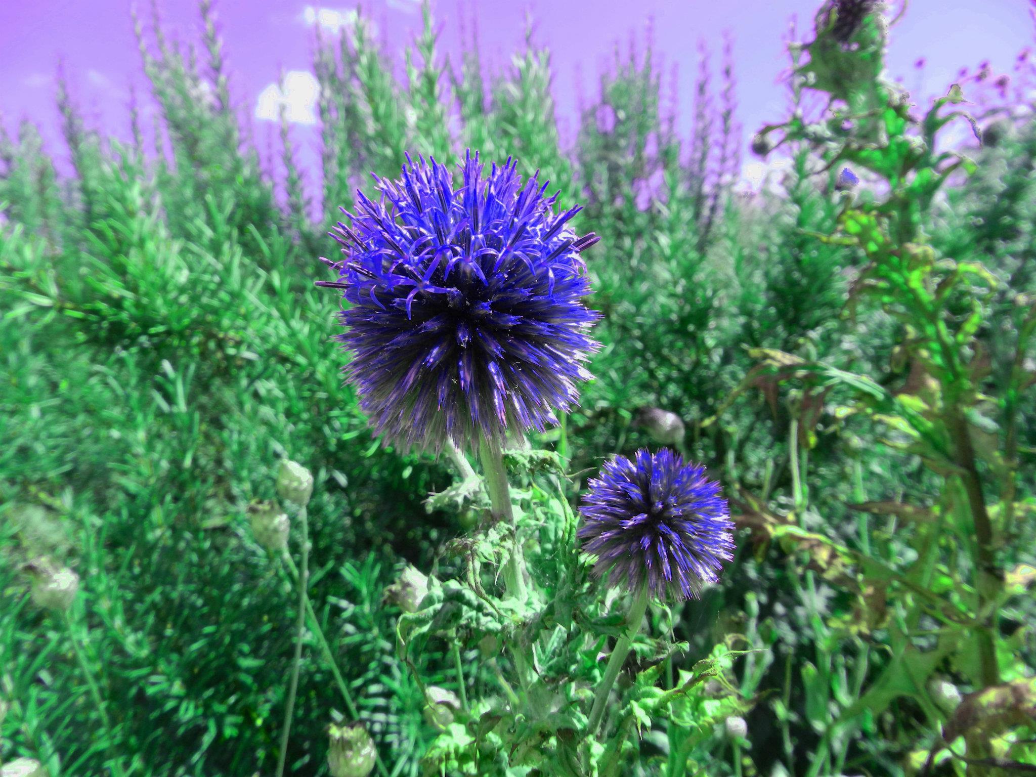 Fonds d'cran Nature Fleurs 