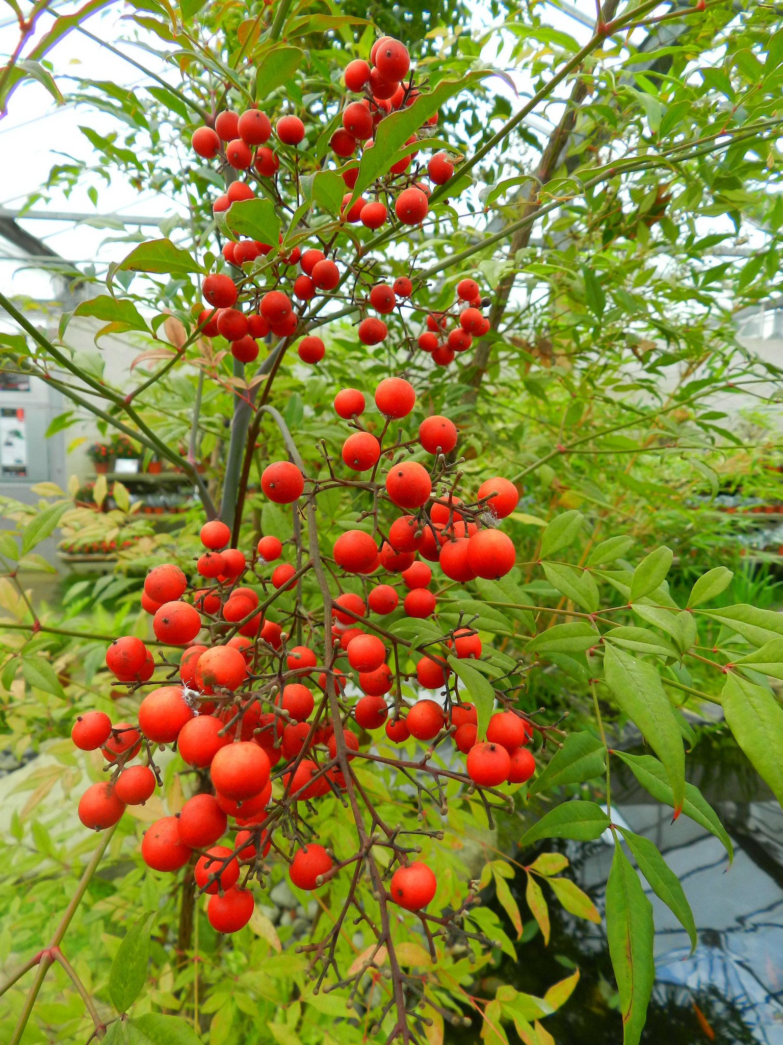 Wallpapers Nature Fruits 