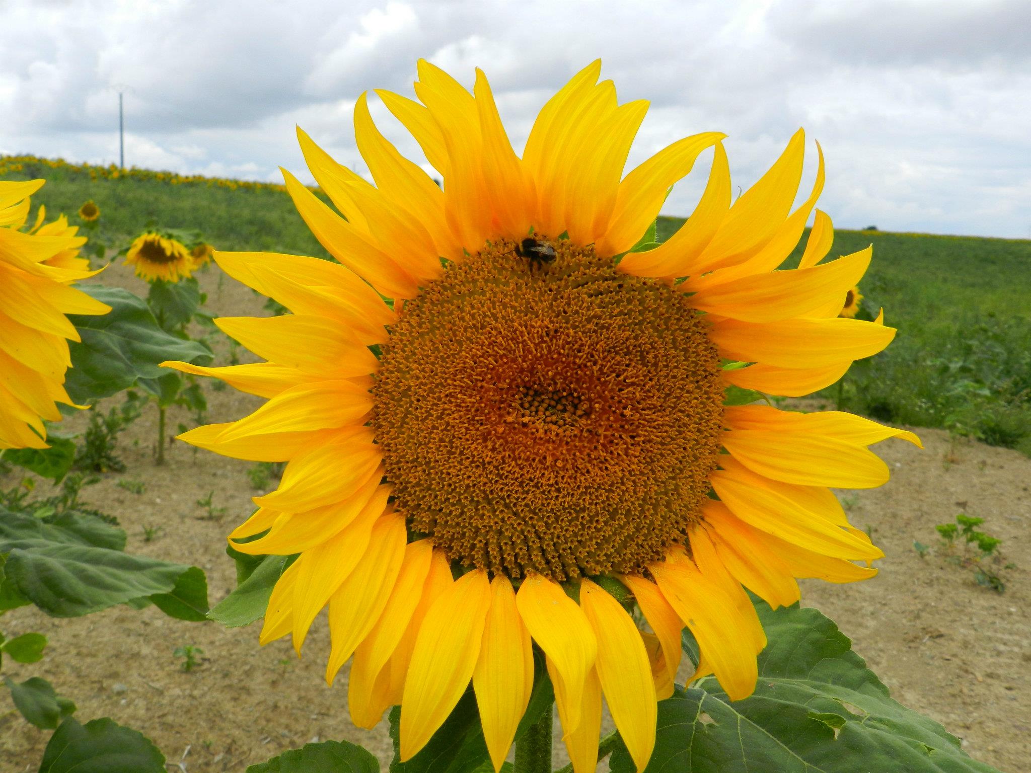 Fonds d'cran Nature Fleurs 