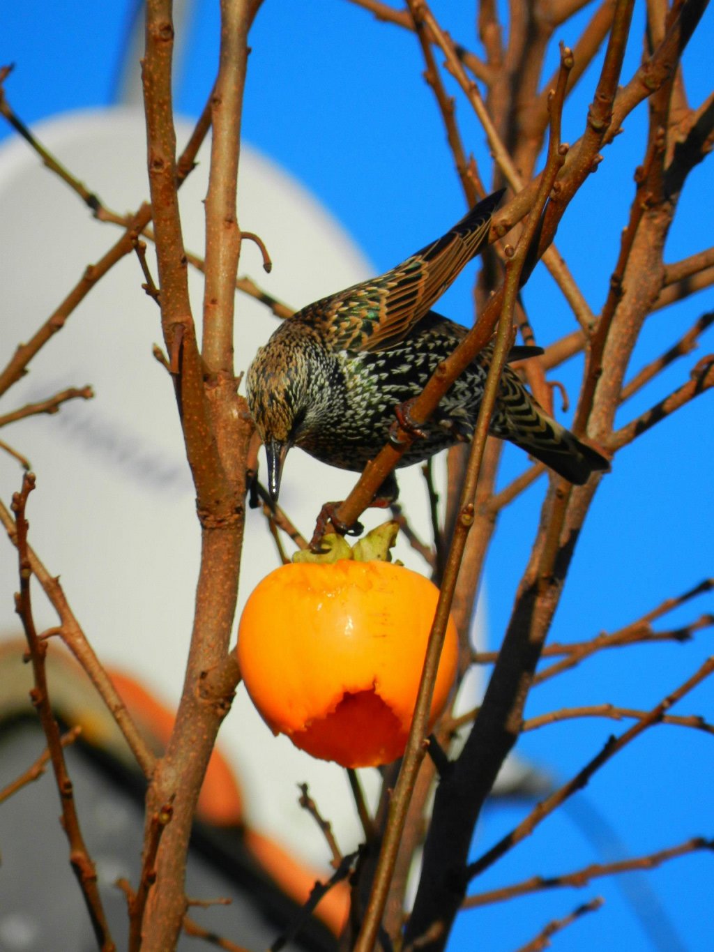 Fonds d'cran Animaux Oiseaux - Divers 