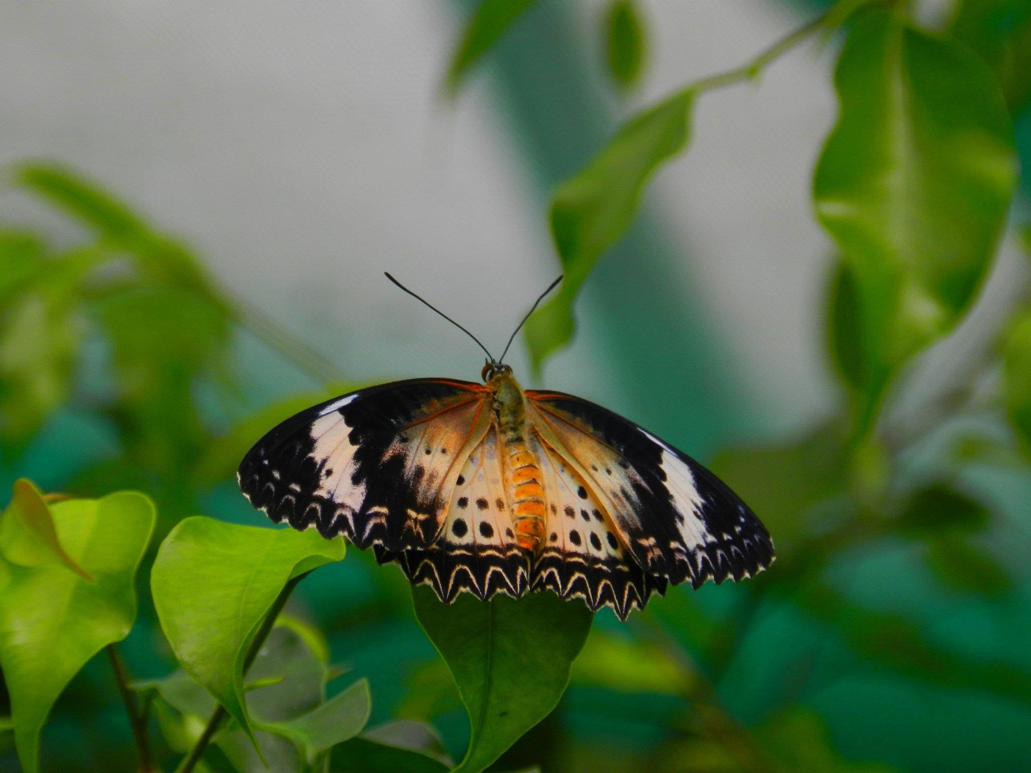 Wallpapers Animals Insects - Butterflies 