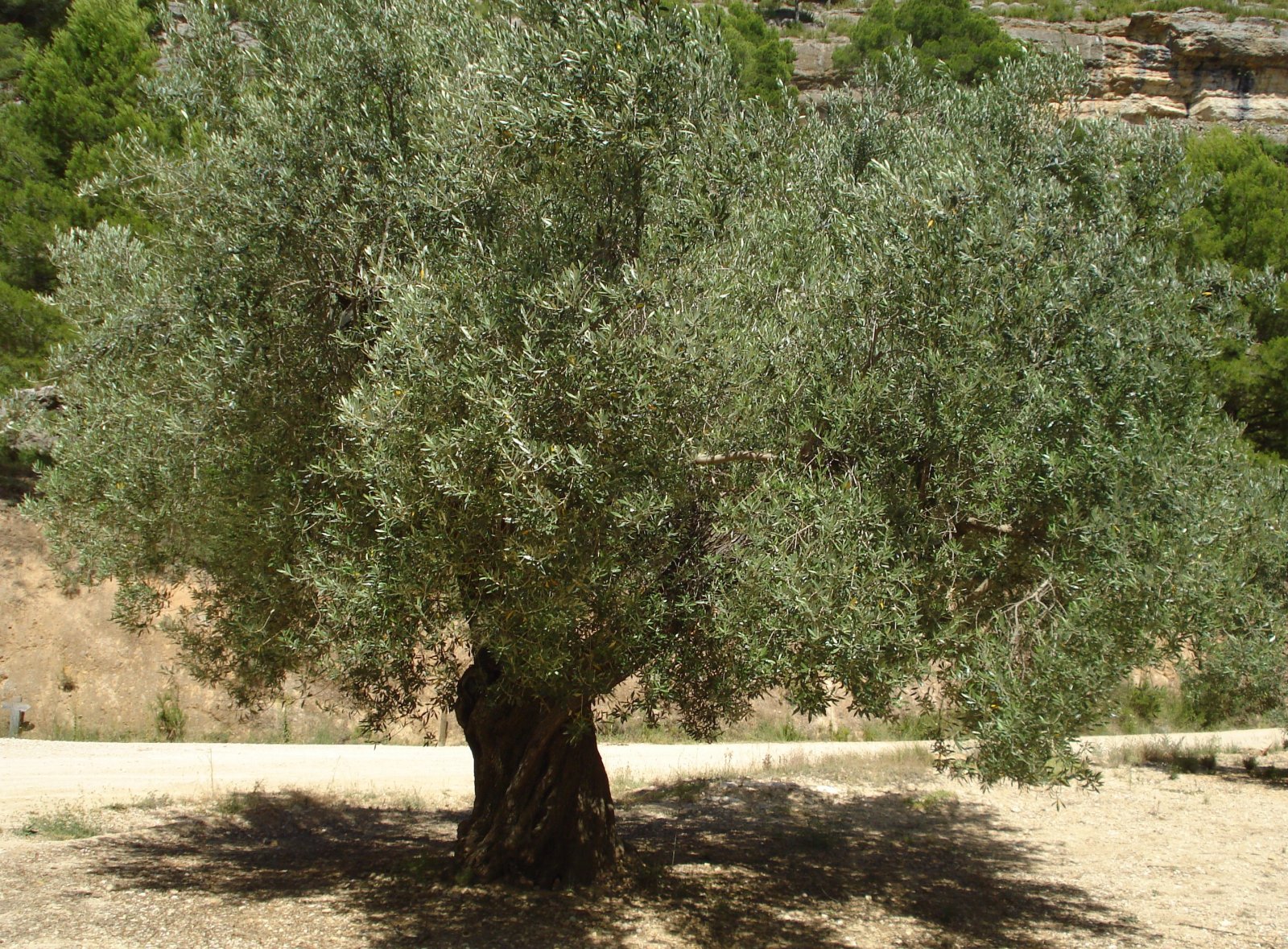 Fonds d'cran Nature Arbres - Forts Mon Olivier