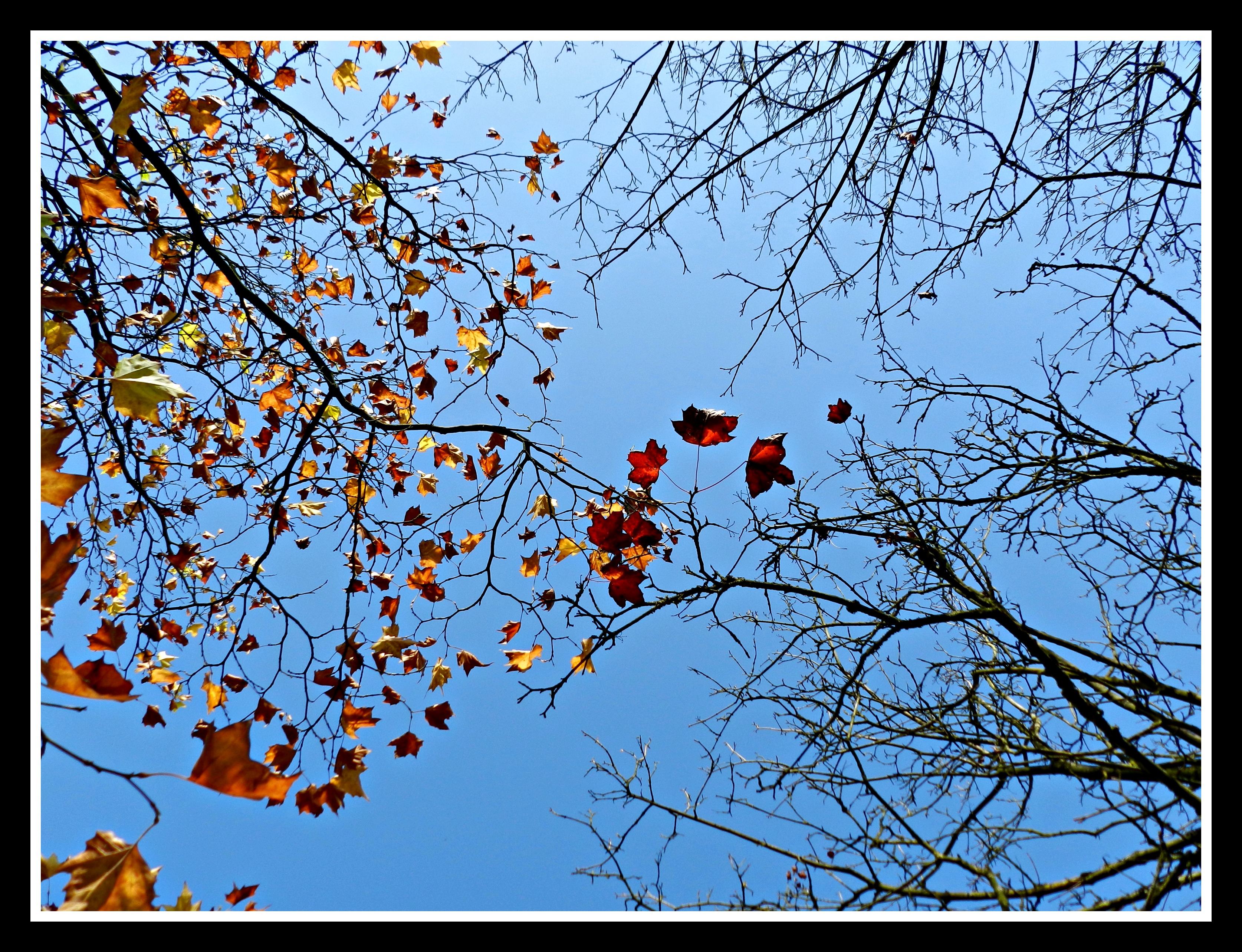 Fonds d'cran Nature Arbres - Forts 