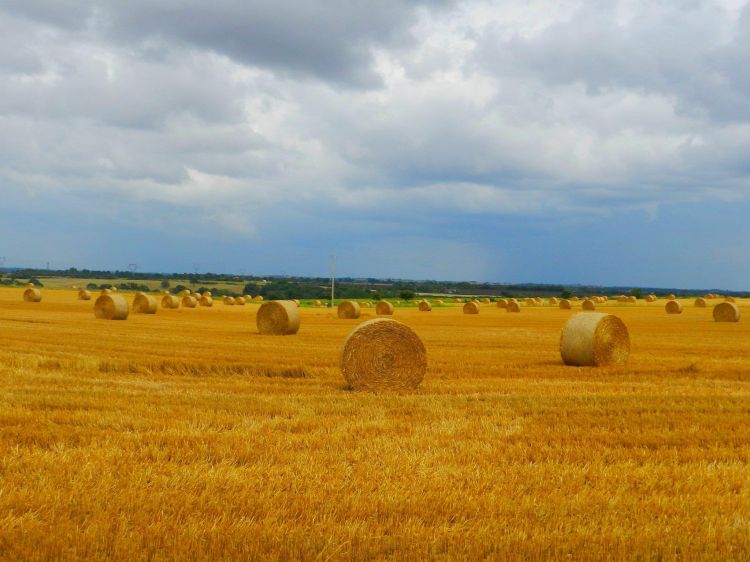 Fonds d'cran Nature Champs - Prairies Wallpaper N326992